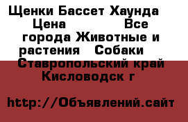 Щенки Бассет Хаунда  › Цена ­ 25 000 - Все города Животные и растения » Собаки   . Ставропольский край,Кисловодск г.